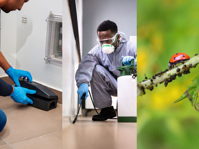 pest control near me